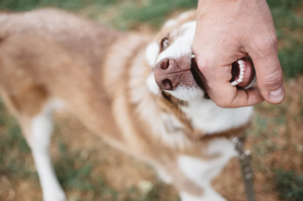 Close-up of a brown and white dog gently biting a person's hand outdoors.
